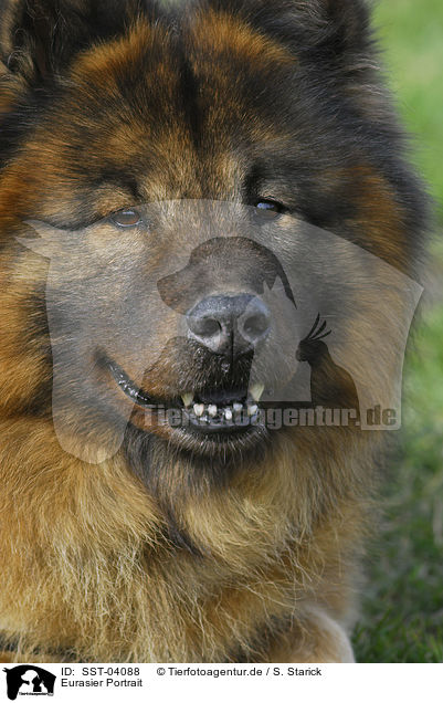 Eurasier Portrait / Eurasian Portrait / SST-04088