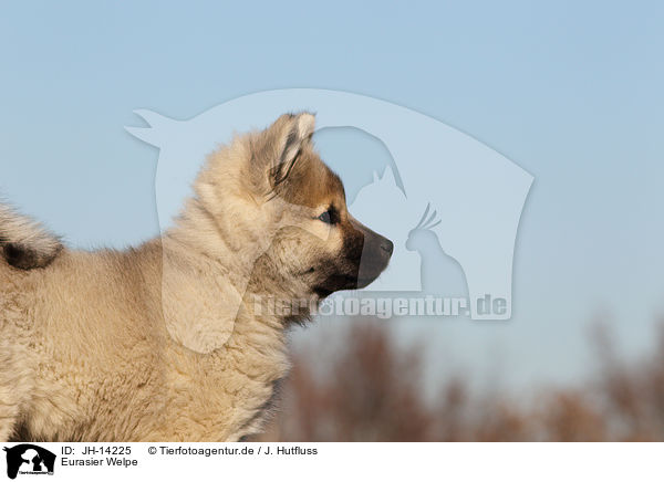 Eurasier Welpe / Eurasier Puppy / JH-14225