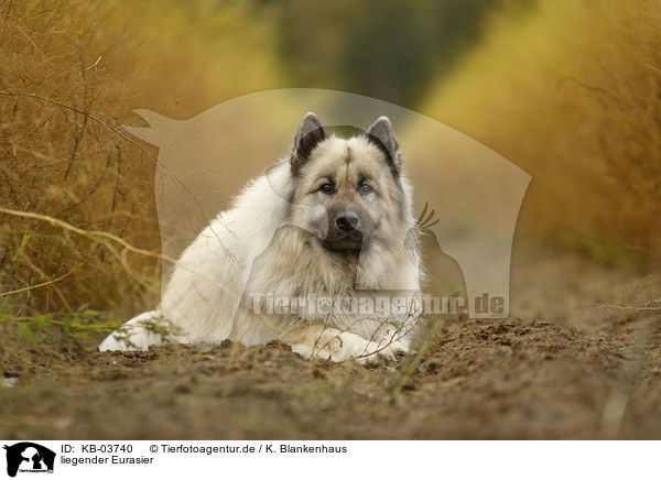 liegender Eurasier / lying Eurasian Dog / KB-03740