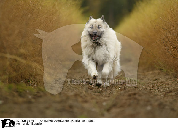 rennender Eurasier / running Eurasian Dog / KB-03741