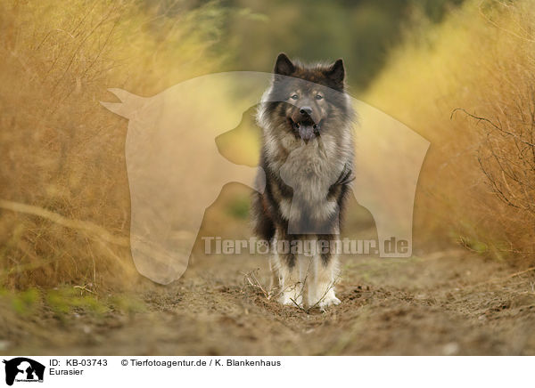 Eurasier / Eurasian Dog / KB-03743