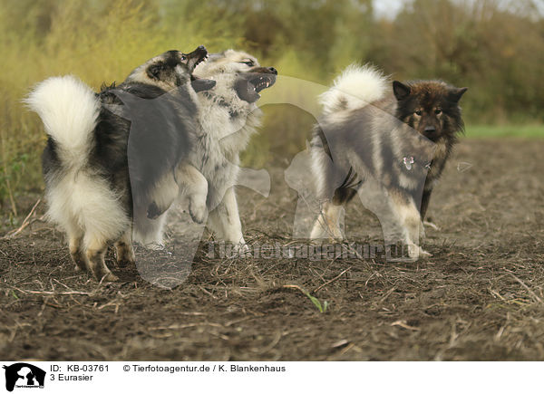 3 Eurasier / 3 Eurasian Dogs / KB-03761
