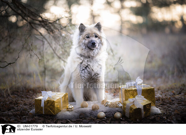 sitzender Eurasier / sitting Eurasian Dog / UM-01779