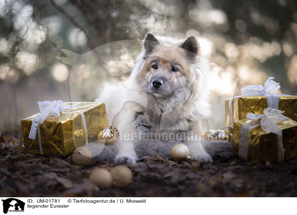 liegender Eurasier / lying Eurasian Dog / UM-01781