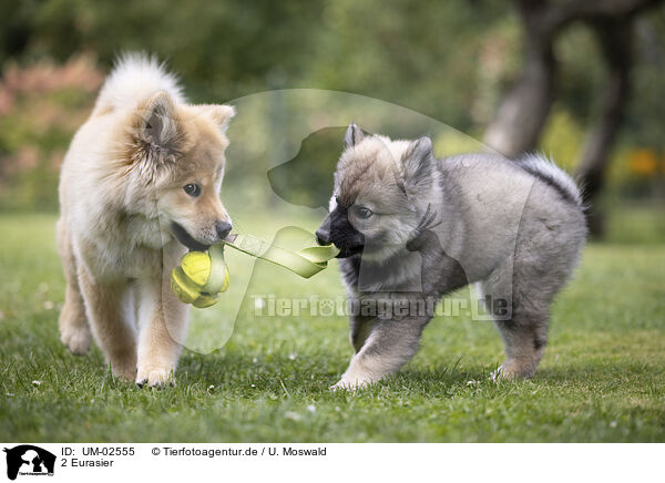 2 Eurasier / 2 eurasians / UM-02555