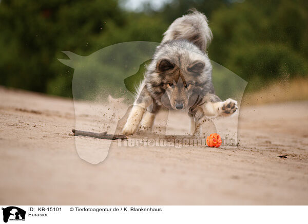 Eurasier / Eurasier / KB-15101