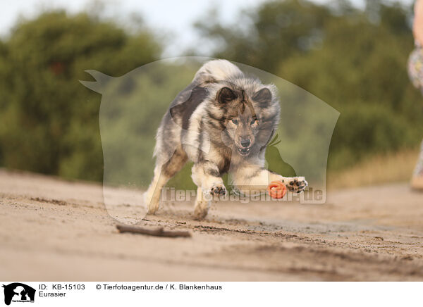 Eurasier / Eurasier / KB-15103