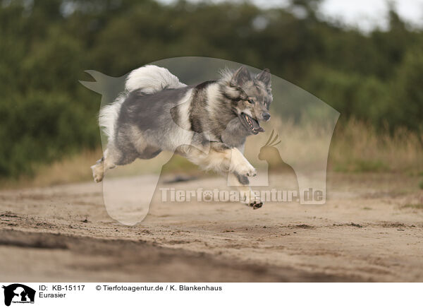 Eurasier / Eurasier / KB-15117