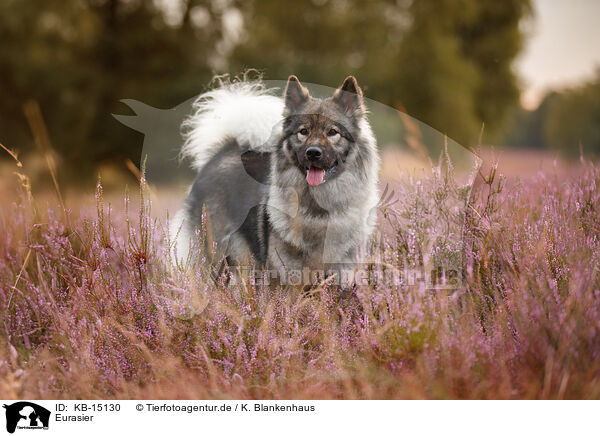 Eurasier / Eurasier / KB-15130