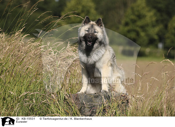 Eurasier / Eurasier / KB-15531