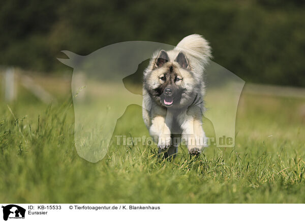 Eurasier / Eurasier / KB-15533