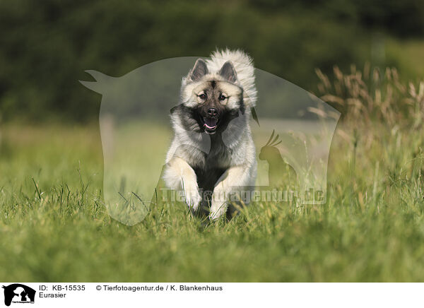 Eurasier / Eurasier / KB-15535