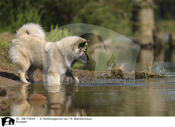 Eurasier / Eurasier / KB-15545