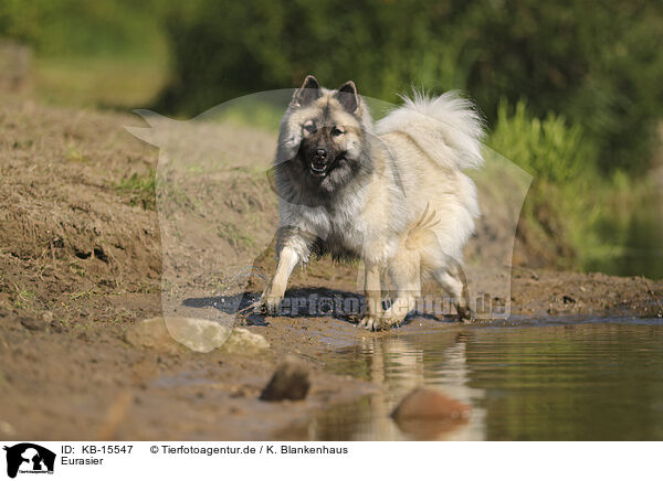 Eurasier / Eurasier / KB-15547