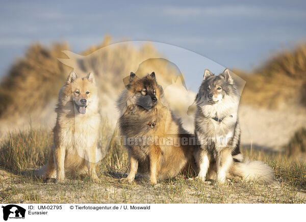 Eurasier / Eurasier / UM-02795