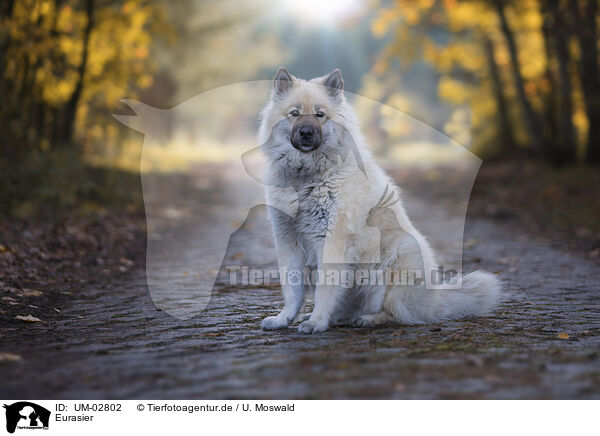 Eurasier / Eurasier / UM-02802