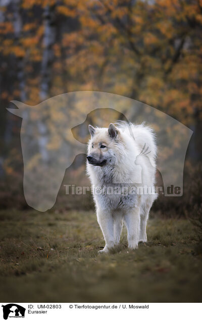 Eurasier / Eurasier / UM-02803