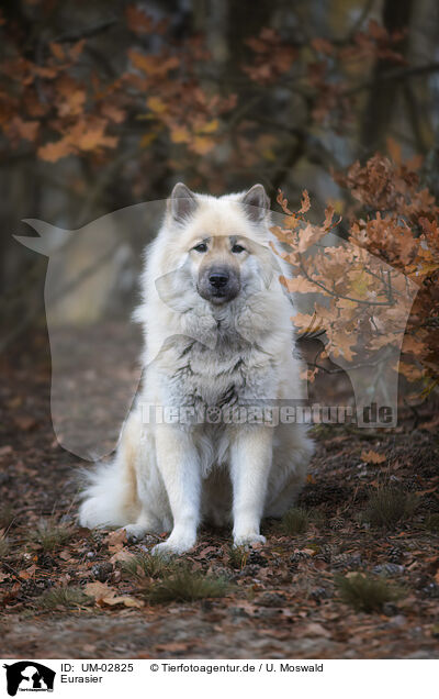 Eurasier / Eurasier / UM-02825