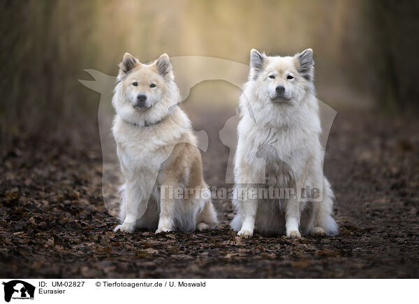 Eurasier / Eurasier / UM-02827