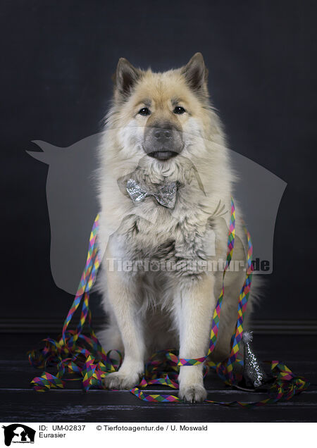 Eurasier / Eurasier / UM-02837