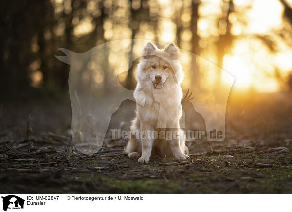 Eurasier / Eurasier / UM-02847