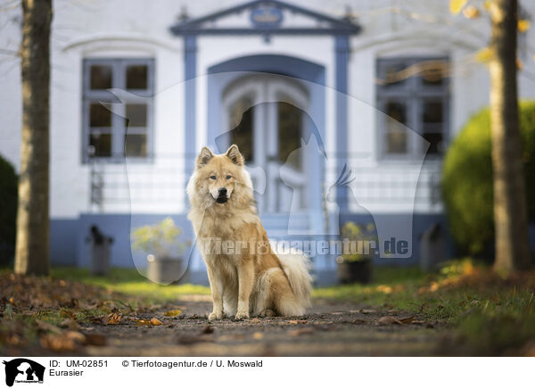 Eurasier / Eurasier / UM-02851