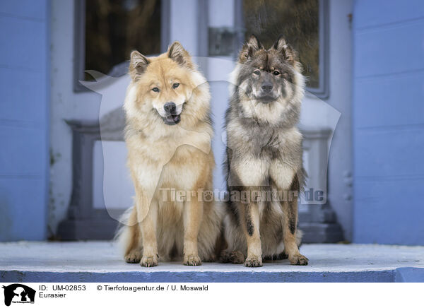 Eurasier / Eurasier / UM-02853