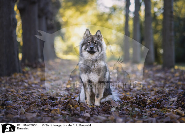 Eurasier / Eurasier / UM-02856