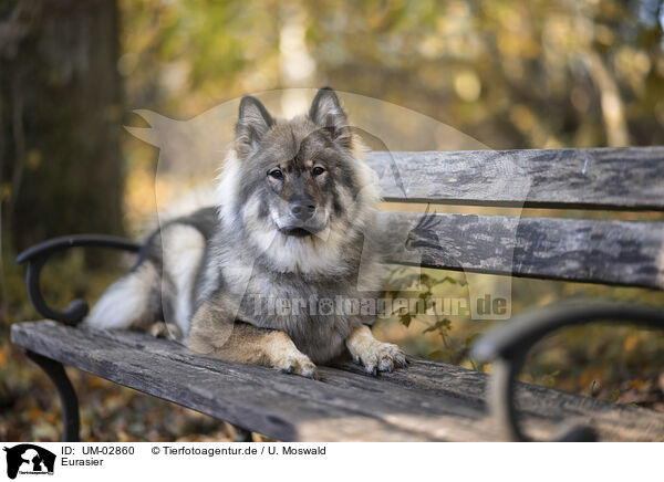 Eurasier / Eurasier / UM-02860