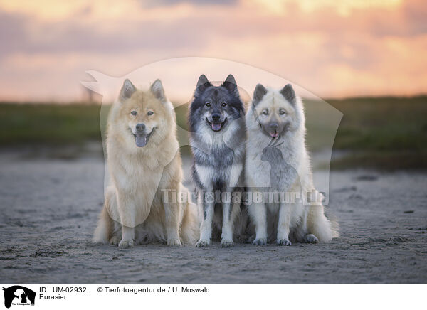 Eurasier / Eurasier / UM-02932