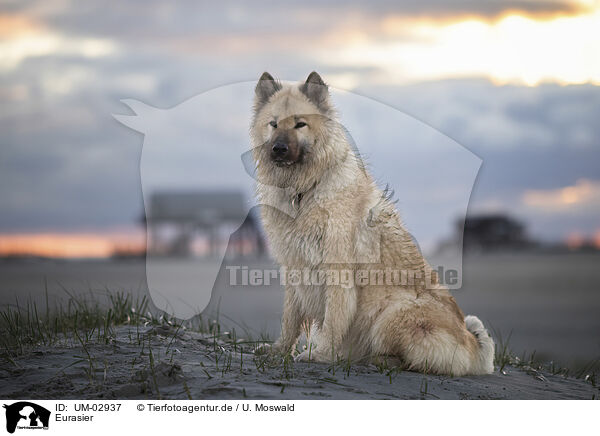 Eurasier / Eurasier / UM-02937