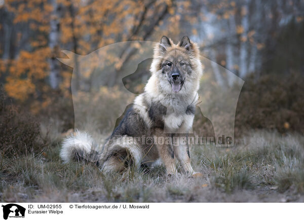 Eurasier Welpe / Eurasier puppy / UM-02955