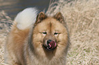 Eurasier