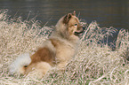 Eurasier