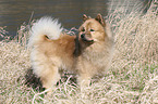 Eurasier