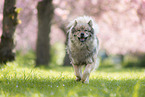 rennender Eurasier