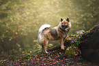 Eurasier