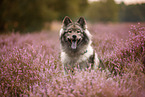 Eurasier