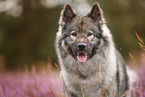 Eurasier