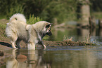 Eurasier