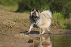 Eurasier