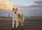 Eurasier