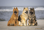 Eurasier