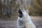 Eurasier