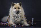 Eurasier