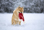 Eurasier