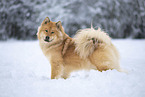 Eurasier