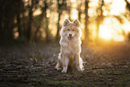 Eurasier