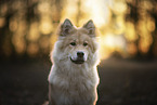 Eurasier