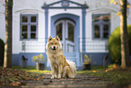 Eurasier